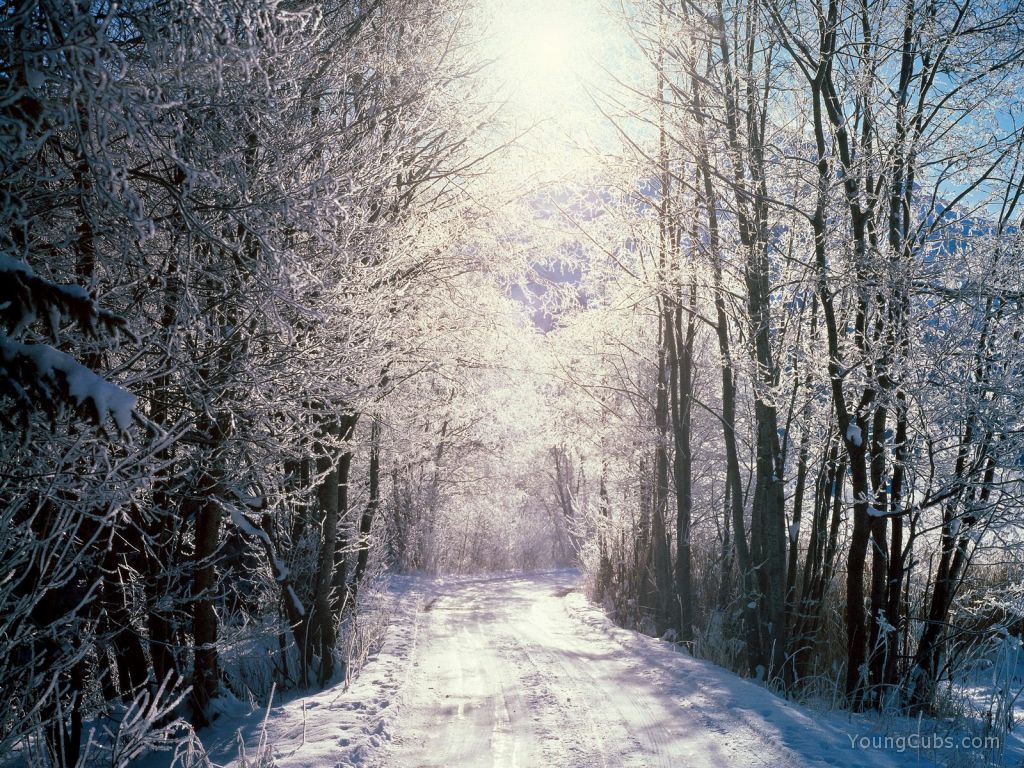 Snowy Woods, Bern, Switzerland